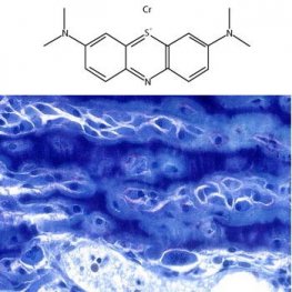 Loeffler's Alkaline Methylene Blue (Methylene Blue Counterstain)