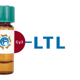 Lotus tetragonolobus Lectin (LTL) - Cy3
