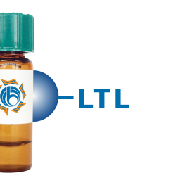 Lotus tetragonolobus Lectin (LTL) - Separopore&reg; 4B