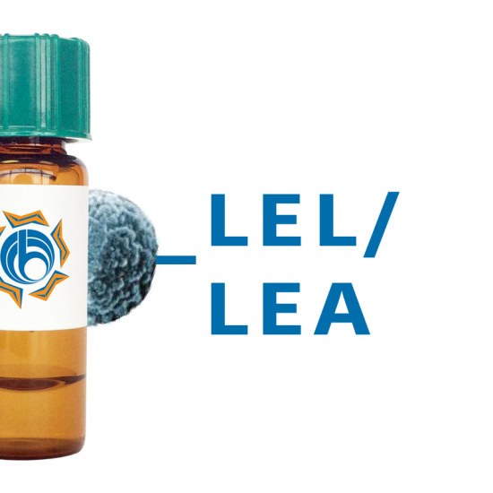 Lycopersicon esculentum Lectin (LEL/LEA) - MagneZoom&trade;