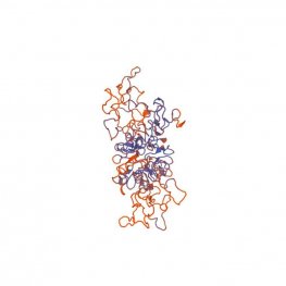 Lycopersicon esculentum Lectin (LEL/LEA) - Semi-Pure