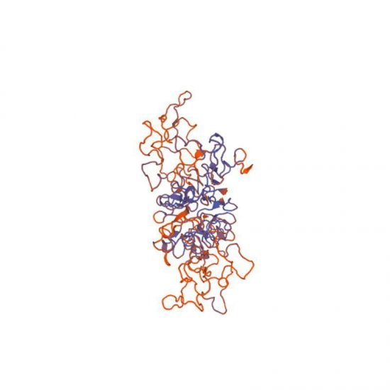Lycopersicon esculentum Lectin (LEL/LEA) - Semi-Pure