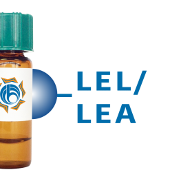 Lycopersicon esculentum Lectin (LEL/LEA) - Separopore&reg; 4B