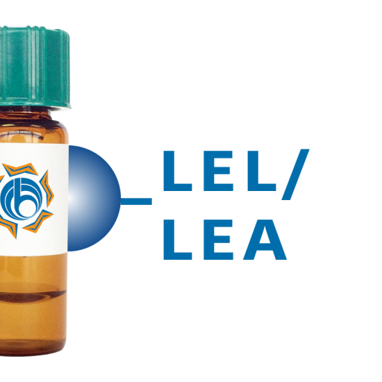 Lycopersicon esculentum Lectin (LEL/LEA) - Separopore&reg; 4B