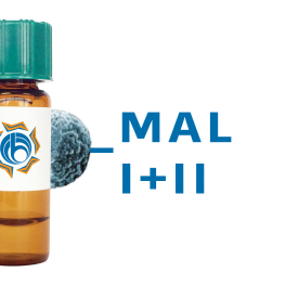 Maackia amurensis Lectin (MAA/MAL I+II) - MagneZoom&trade;