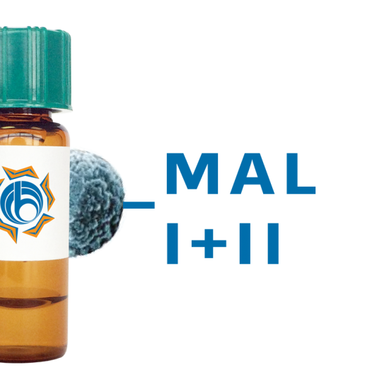 Maackia amurensis Lectin (MAA/MAL I+II) - MagneZoom&trade;
