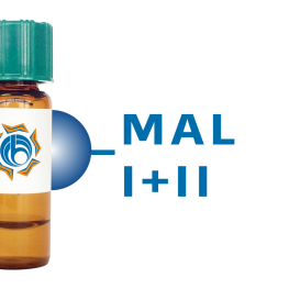 Maackia amurensis Lectin (MAA/MAL I+II) - Separopore&reg; 4B