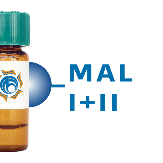 Maackia amurensis Lectin (MAA/MAL I+II) - Separopore&reg; 4B