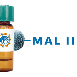 Maackia amurensis Lectin (MAA/MAL II) - MagneZoom&trade;