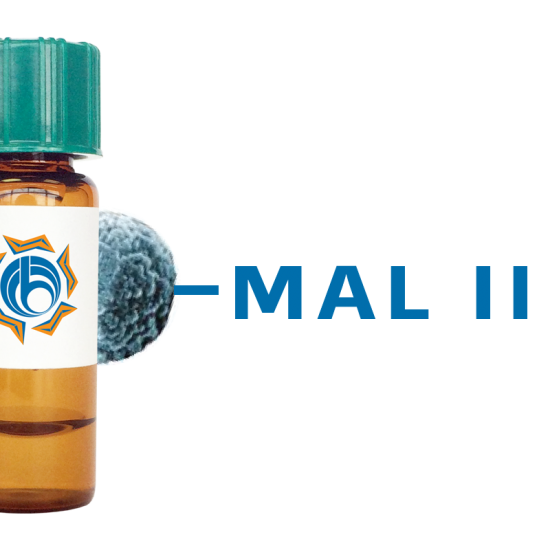 Maackia amurensis Lectin (MAA/MAL II) - MagneZoom&trade;