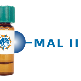 Maackia amurensis Lectin (MAA/MAL II) - Separopore&reg; 4B