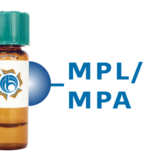 Maclura pomifera Lectin (MPL/MPA) - Separopore&reg; 4B