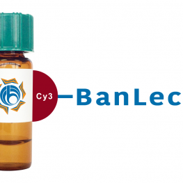 Musa paradisiaca Lectin (BanLec) - Cy3