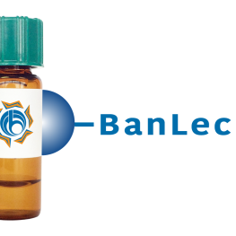 Musa paradisiaca Lectin (BanLec) - Separopore&reg; 4B