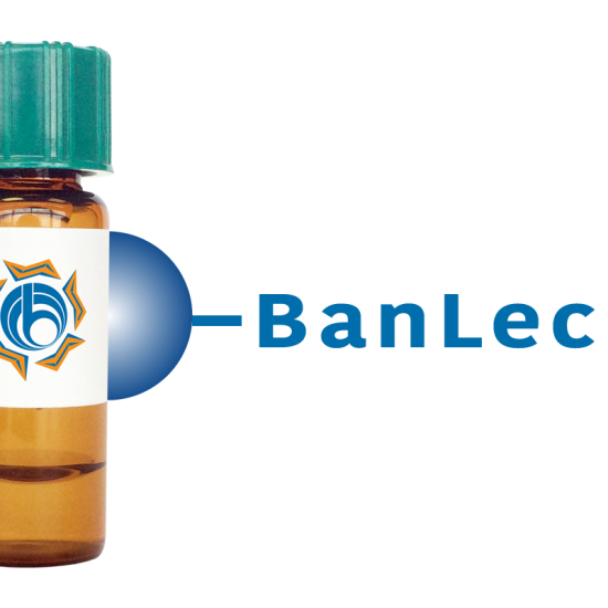Musa paradisiaca Lectin (BanLec) - Separopore&reg; 4B