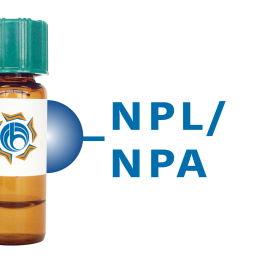 Narcissus pseudonarcissus Lectin (NPL/NPA) - Separopore&reg; 4B
