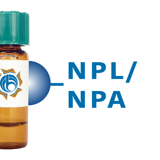 Narcissus pseudonarcissus Lectin (NPL/NPA) - Separopore&reg; 4B