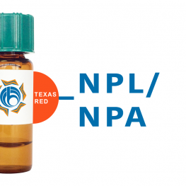 Narcissus pseudonarcissus Lectin (NPL/NPA) - Texas Red