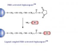 NHS-Activated Separopore&reg; 4B-CL (With Spacer Arm)