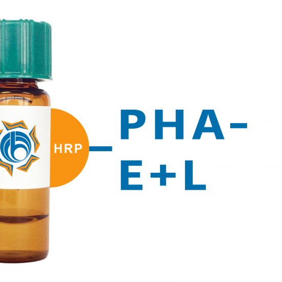 Phaseolus vulgaris Lectin (PHA-E+L) - HRP (Horseradish Peroxidase)