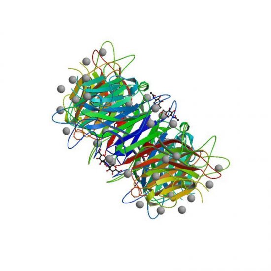 Phaseolus vulgaris Lectin (PHA-E+L) - Semi-Pure