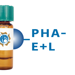 Phaseolus vulgaris Lectin (PHA-E+L) - Separopore&reg; 4B