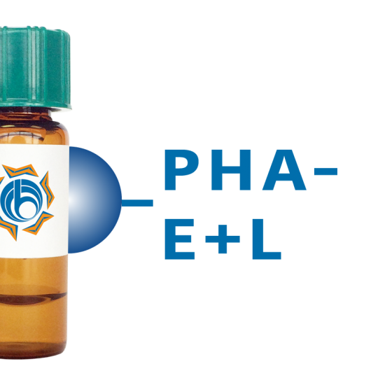 Phaseolus vulgaris Lectin (PHA-E+L) - Separopore&reg; 4B
