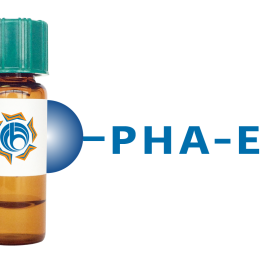 Phaseolus vulgaris Lectin (PHA-E) - Separopore&reg; 4B