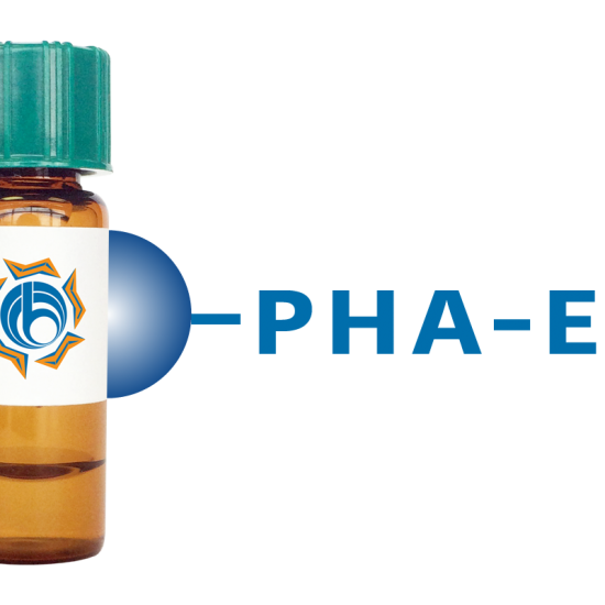 Phaseolus vulgaris Lectin (PHA-E) - Separopore&reg; 4B