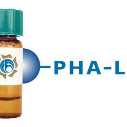 Phaseolus vulgaris Lectin (PHA-L) - Separopore&reg; 4B
