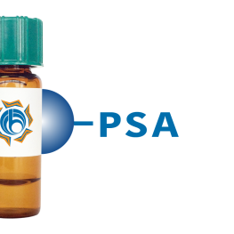 Pisum sativum Lectin (PSA/PSL) - Separopore&reg; 4B