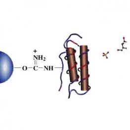 Protein A Separopore&reg; 4B-CL