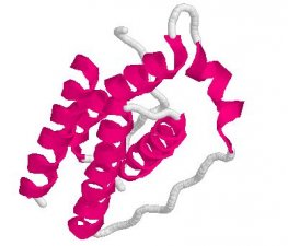 Rat Leptin (Recombinant)
