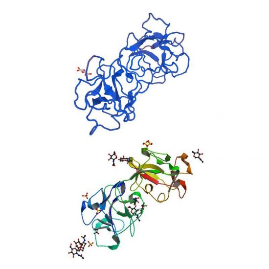 Sambucus nigra Lectin (SNA/EBL I) - Alexa Fluor 488
