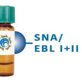 Sambucus nigra Lectin (SNA/EBL I+II) - Separopore&reg; 4B
