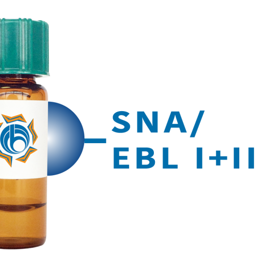 Sambucus nigra Lectin (SNA/EBL I+II) - Separopore&reg; 4B