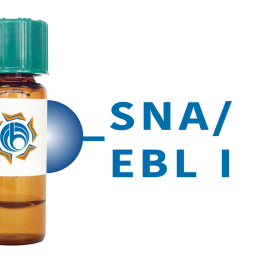 Sambucus nigra Lectin (SNA/EBL I) - Separopore&reg; 4B