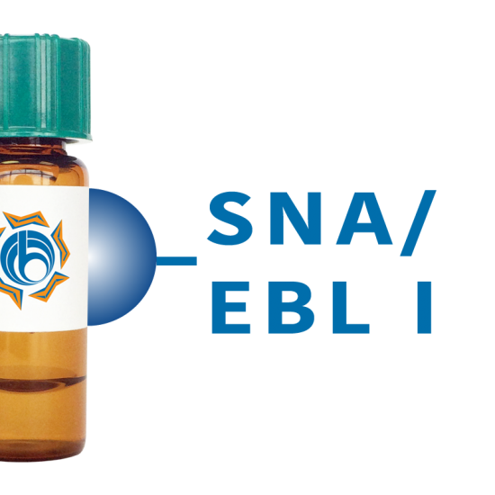 Sambucus nigra Lectin (SNA/EBL I) - Separopore&reg; 4B