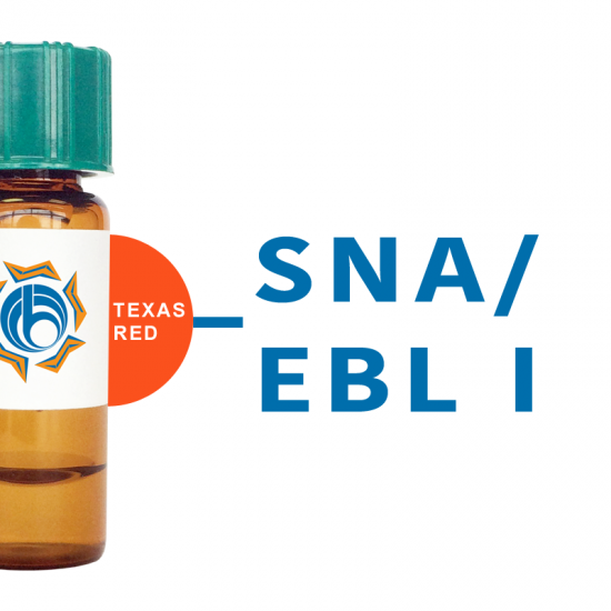 Sambucus nigra Lectin (SNA/EBL I) - Texas Red