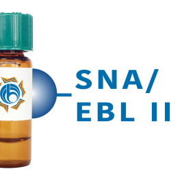 Sambucus nigra Lectin (SNA/EBL II) - Separopore&reg; 4B
