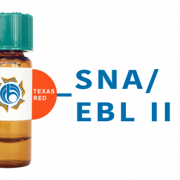 Sambucus nigra Lectin (SNA/EBL II) - Texas Red