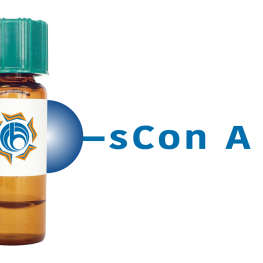 Succinylated Concanavalin A Lectin (Succ Con A) - Separopore&reg; 4B