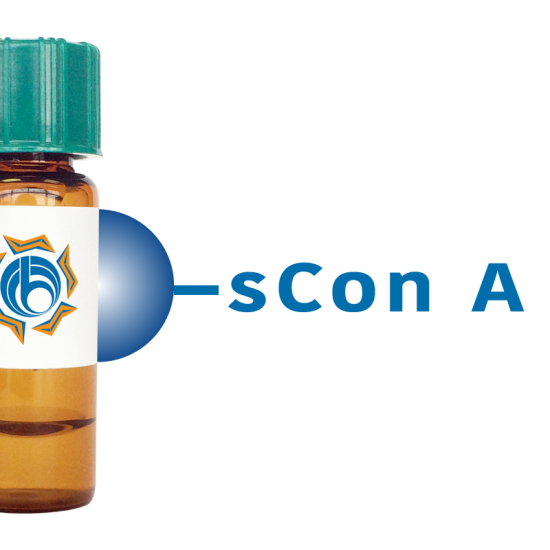 Succinylated Concanavalin A Lectin (Succ Con A) - Separopore&reg; 4B
