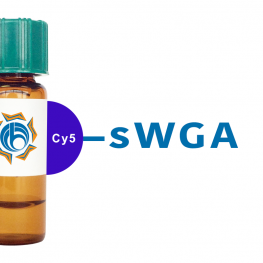 Succinylated Triticum vulgaris Lectin (Succ WGA) - Cy5