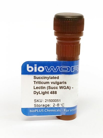 Succinylated Triticum vulgaris Lectin (Succ WGA) - DyLight 488