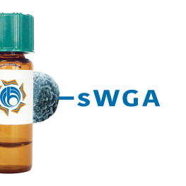 Succinylated Triticum vulgaris Lectin (Succ WGA) - MagneZoom&trade;