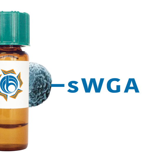 Succinylated Triticum vulgaris Lectin (Succ WGA) - MagneZoom&trade;