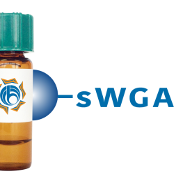 Succinylated Triticum vulgaris Lectin (Succ WGA) - Separopore&reg; 4B