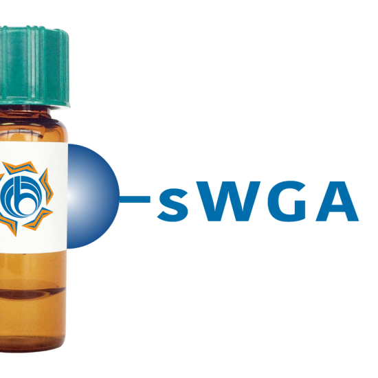 Succinylated Triticum vulgaris Lectin (Succ WGA) - Separopore&reg; 4B