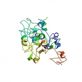 Triticum vulgaris Lectin (WGA) - Alexa Fluor 488